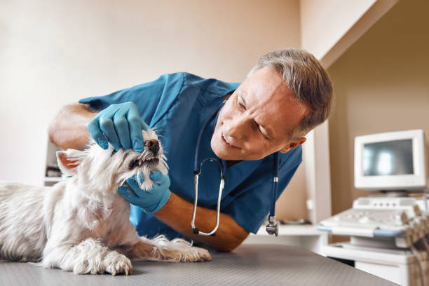 Best Emergency Root Canal Treatment in Candlewick Lake, IL